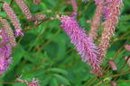 Wiesenknopf 'Lilac Squirrel' - Sanguisorba hakusanensis 'Lilac Squirrel'