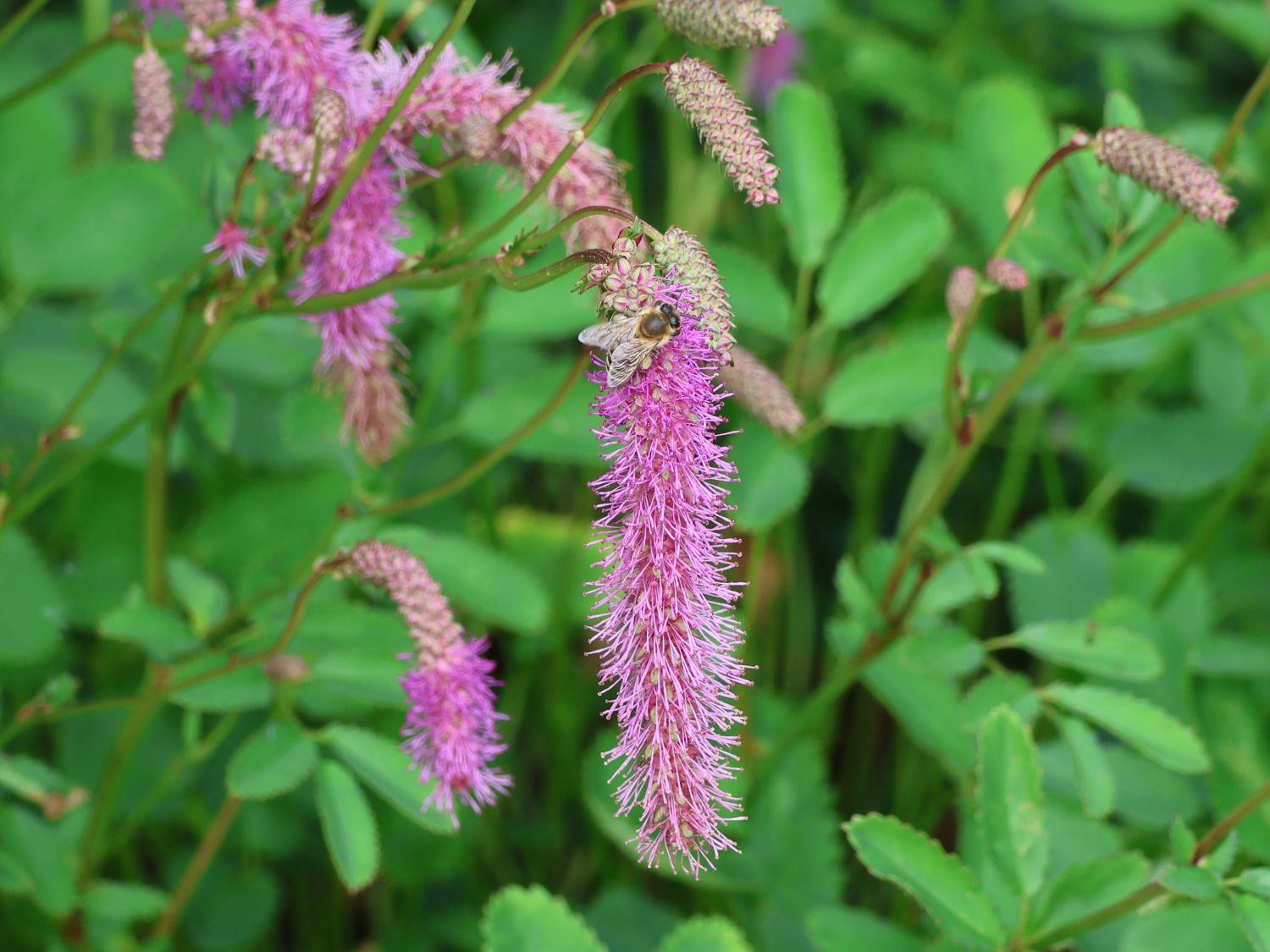 Wiesenknopf 'Lilac Squirrel' - Sanguisorba hakusanensis 'Lilac Squirrel'