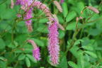 Wiesenknopf 'Lilac Squirrel' - Sanguisorba hakusanensis 'Lilac Squirrel'