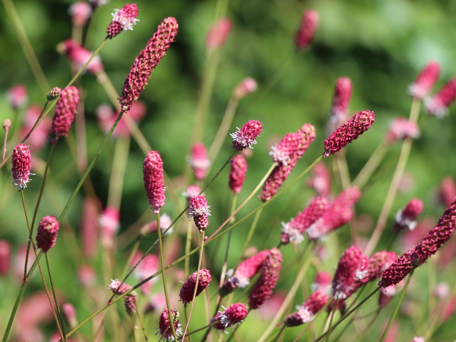 Wiesenknopf 'Pink Tanna'