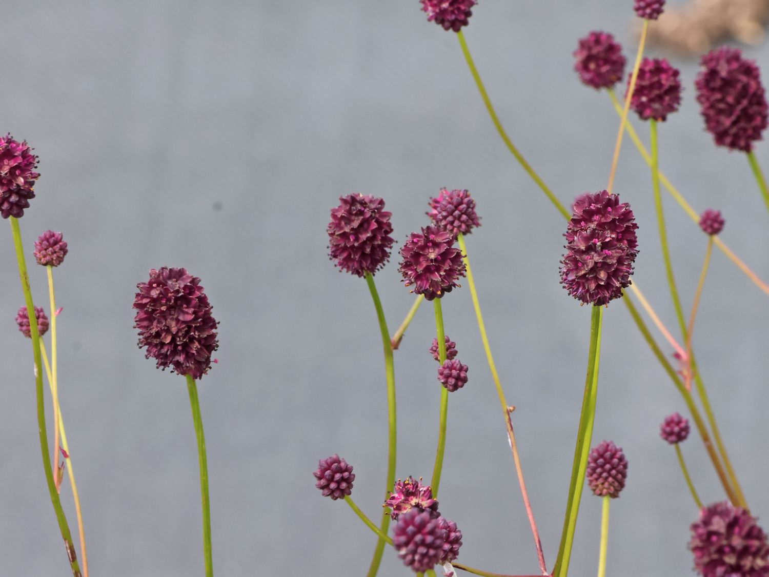 Wiesenknopf 'Plum Drops'