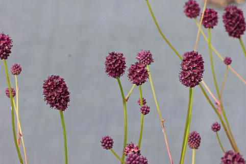 Wiesenknopf 'Plum Drops' - Sanguisorba officinalis 'Plum Drops'
