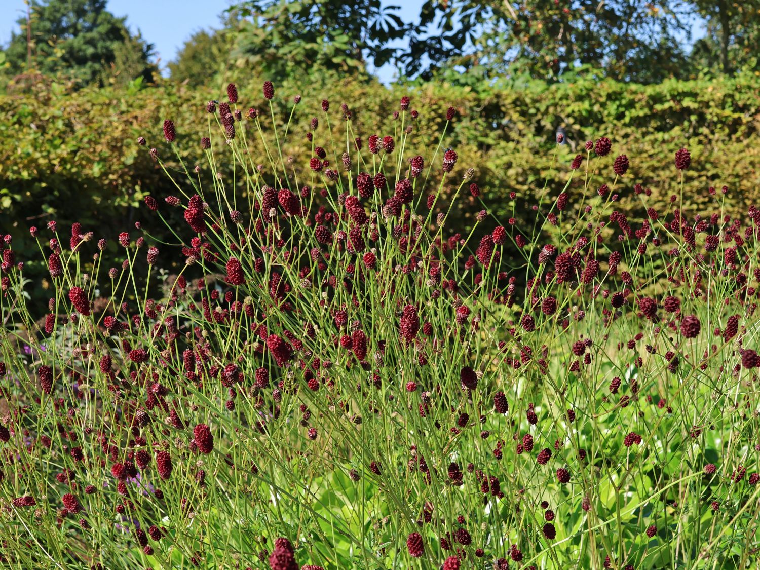 Wiesenknopf 'Proud Mary'