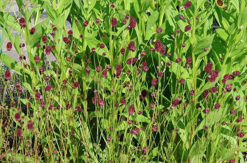 Wiesenknopf 'Red Thunder' - Sanguisorba officinalis 'Red Thunder'