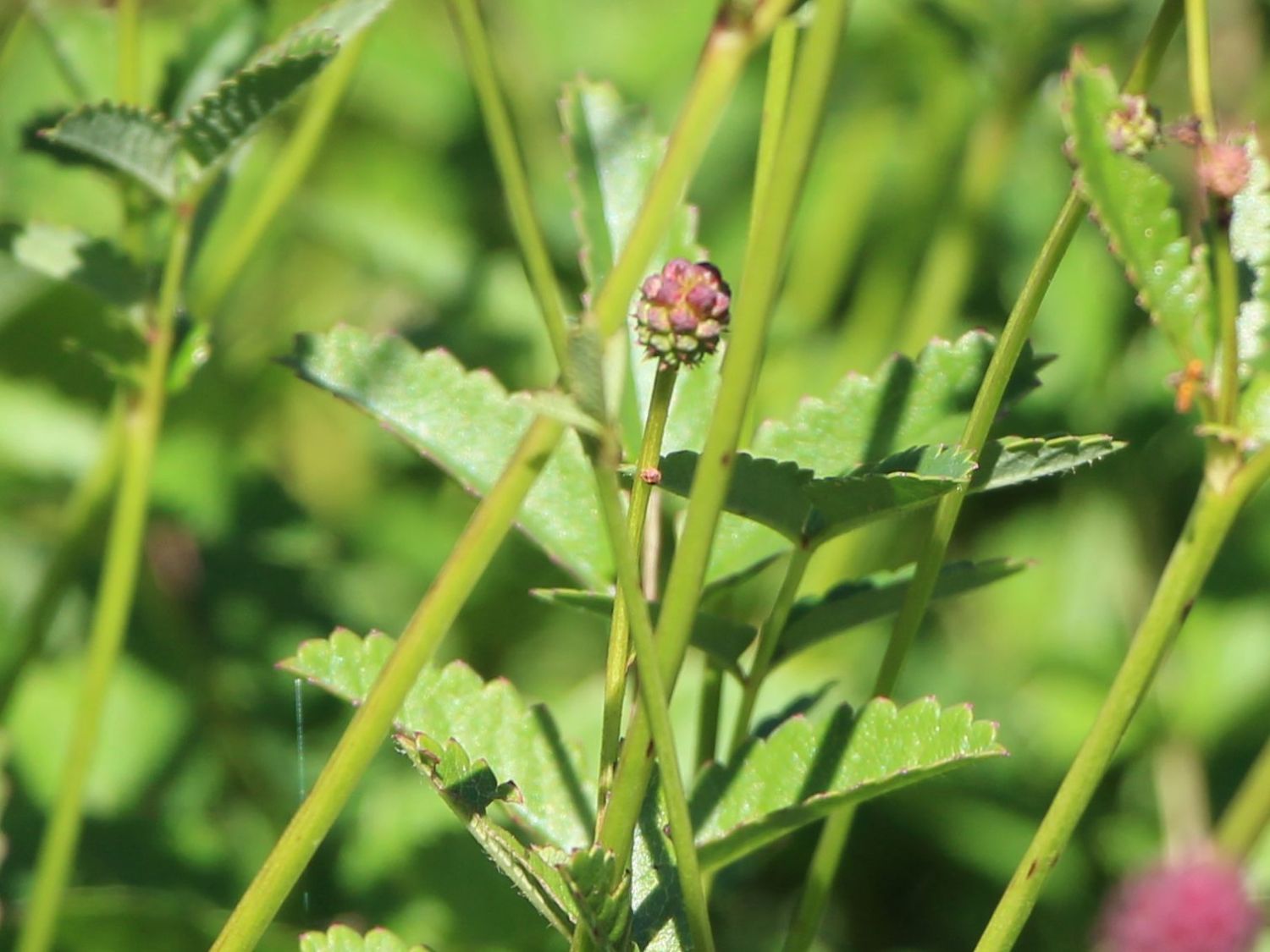 Wiesenknopf 'Tanna' - Sanguisorba officinalis 'Tanna'