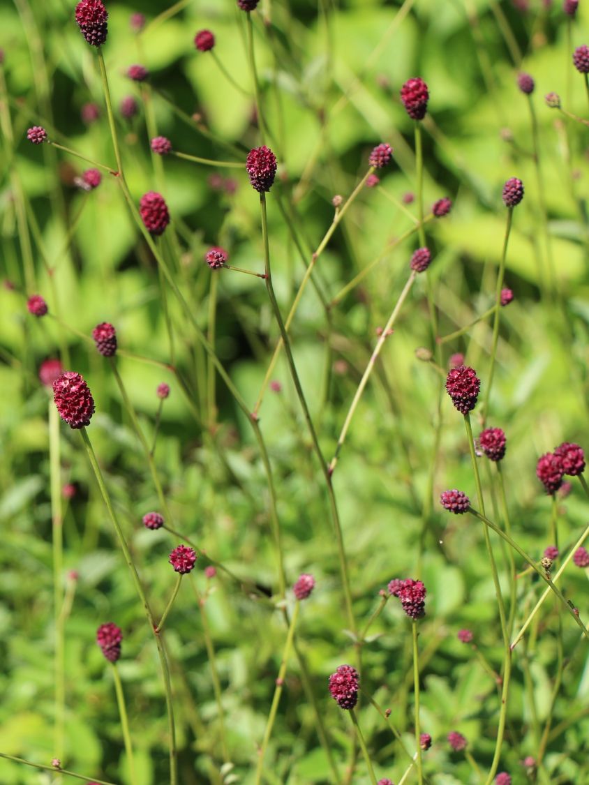 Wiesenknopf 'Tanna' - Sanguisorba officinalis 'Tanna'