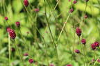 Wiesenknopf 'Tanna' - Sanguisorba officinalis 'Tanna'