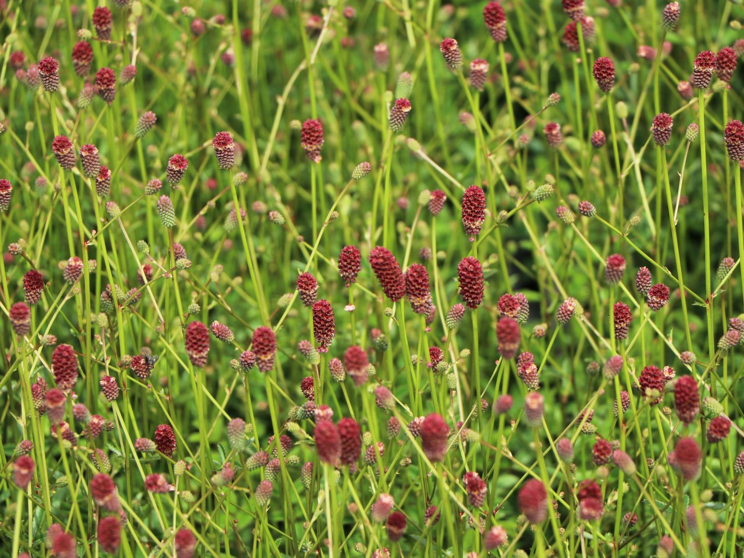 Wiesenknopf 'Tanna' - Sanguisorba officinalis 'Tanna'