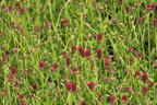 Wiesenknopf 'Tanna' - Sanguisorba officinalis 'Tanna'