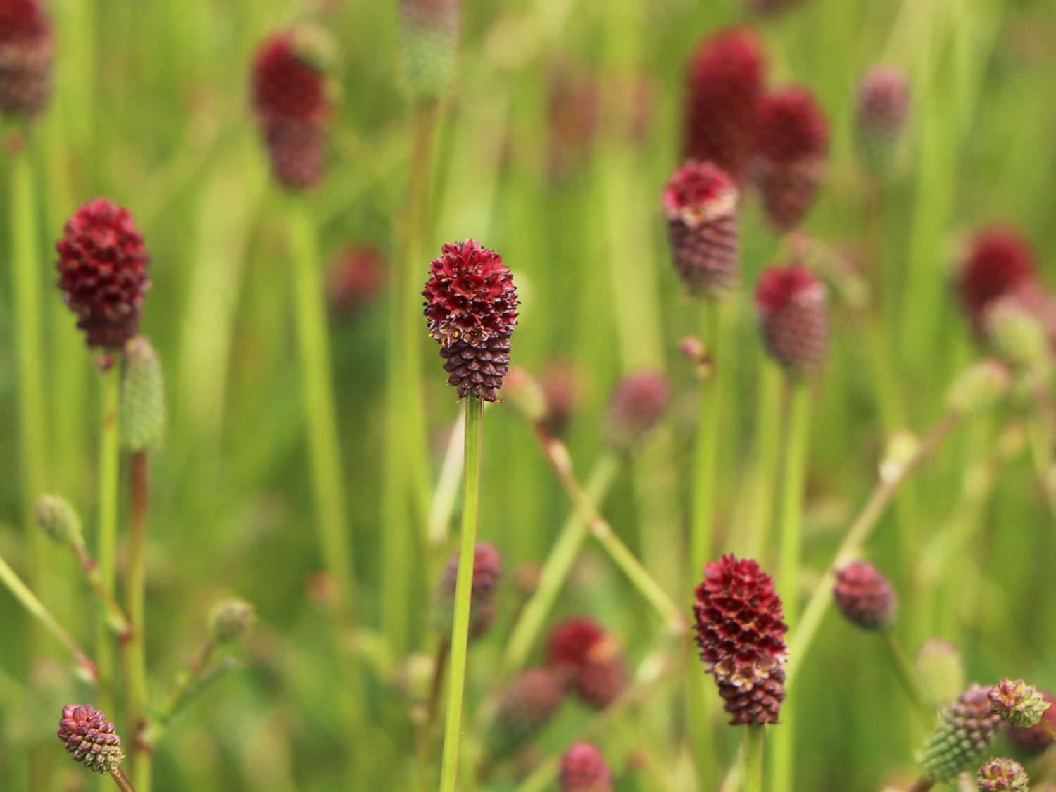 Wiesenknopf 'Tanna' - Sanguisorba officinalis 'Tanna'