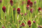 Wiesenknopf 'Tanna' - Sanguisorba officinalis 'Tanna'