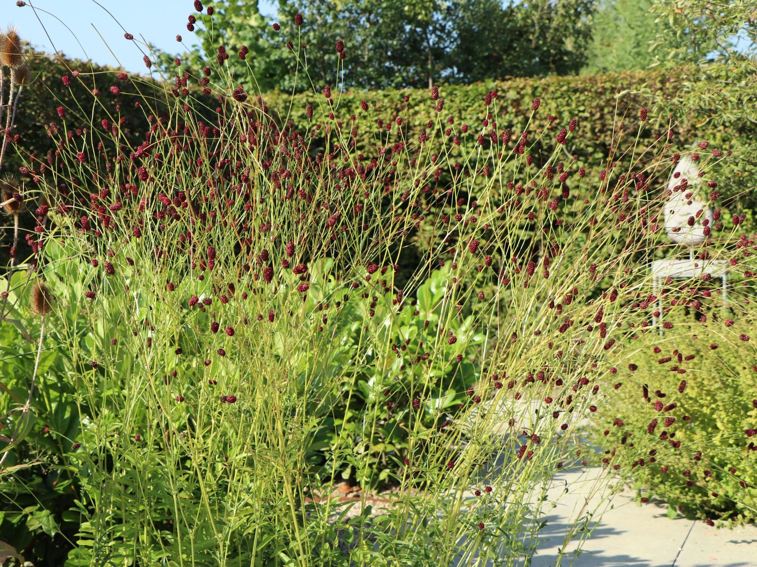 Wiesenknopf 'Tanna' - Sanguisorba officinalis 'Tanna'