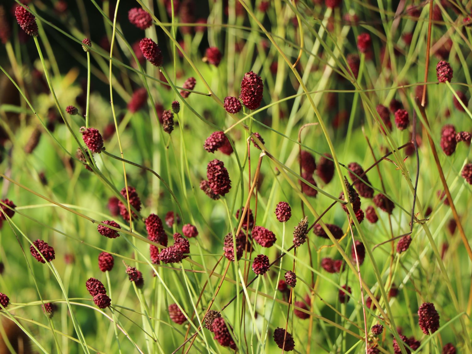 Wiesenknopf 'Tanna' - Sanguisorba officinalis 'Tanna'