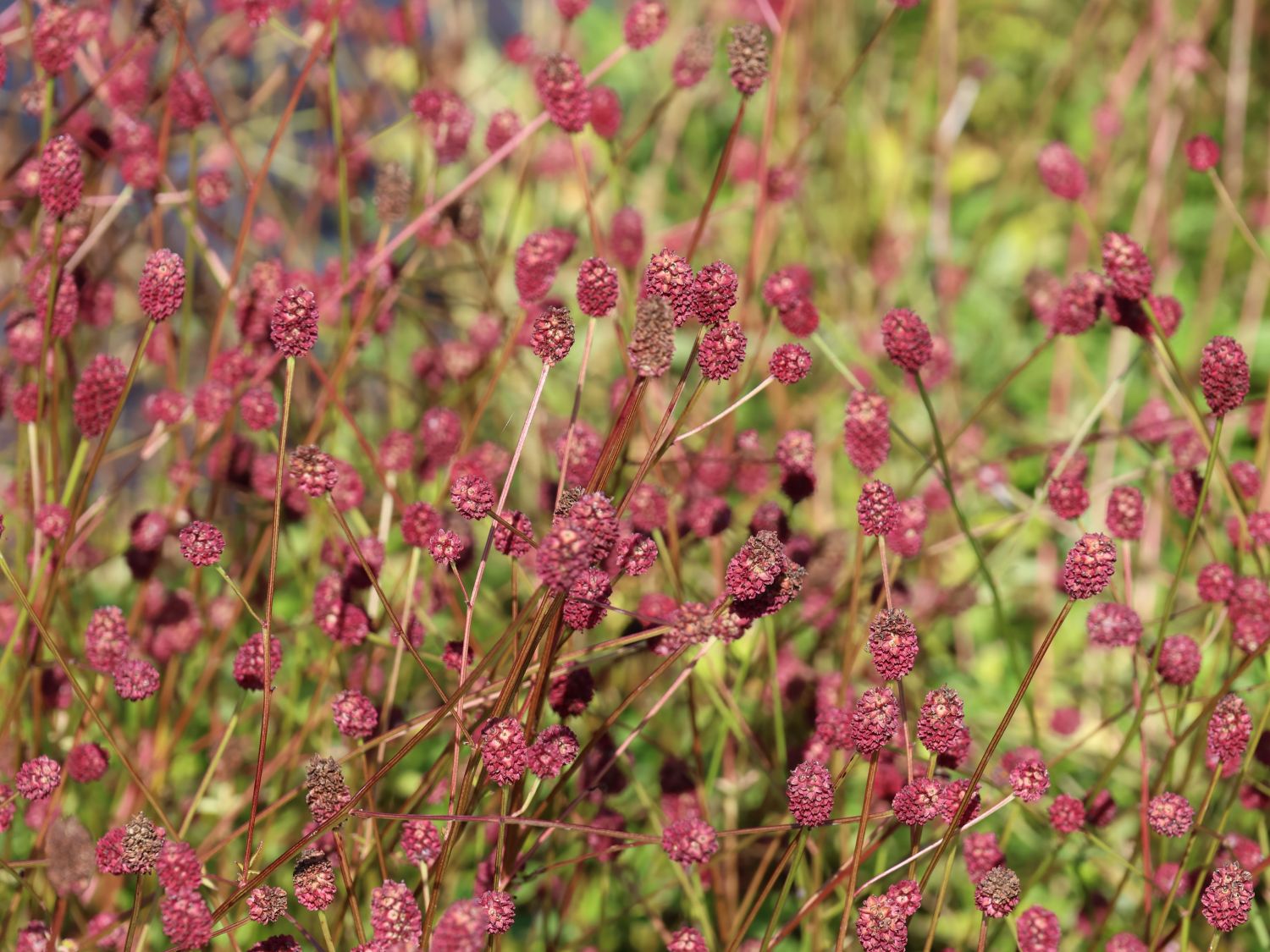 Wiesenknopf 'Tanna' - Sanguisorba officinalis 'Tanna'