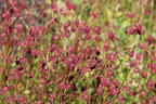Wiesenknopf 'Tanna' - Sanguisorba officinalis 'Tanna'