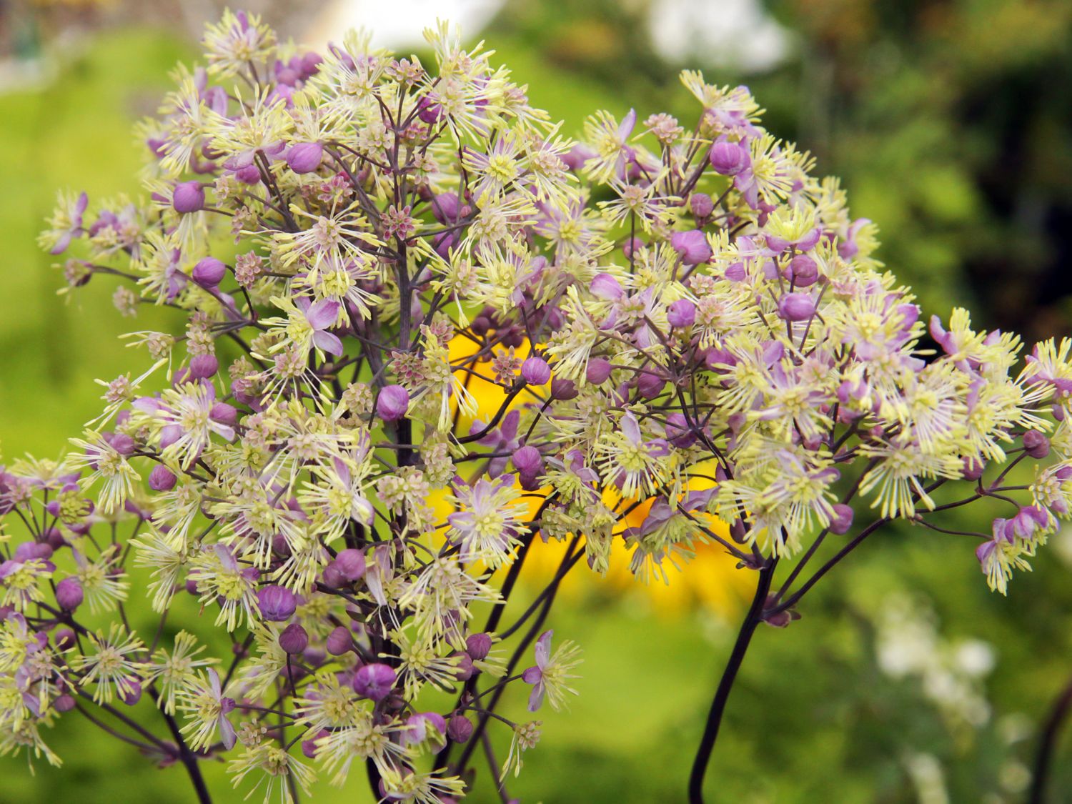 Wiesenraute 'Anne' - Thalictrum rochebrunianum 'Anne'