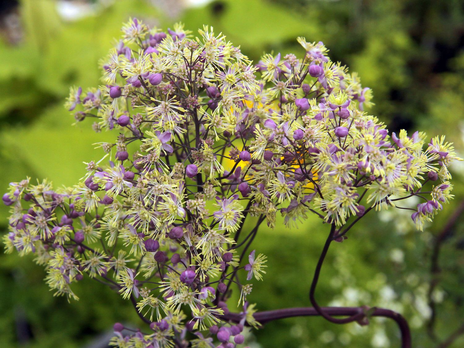 Wiesenrauten (Thalictrum)