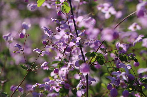 Wiesenraute 'Splendid' - Thalictrum delavayi 'Splendid'