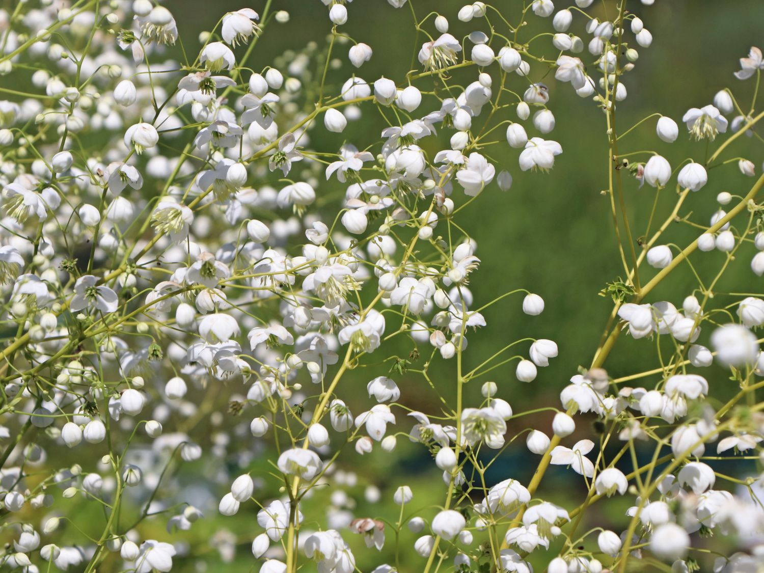 Wiesenraute 'Splendide White'