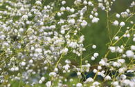 Wiesenraute 'Splendide White'
