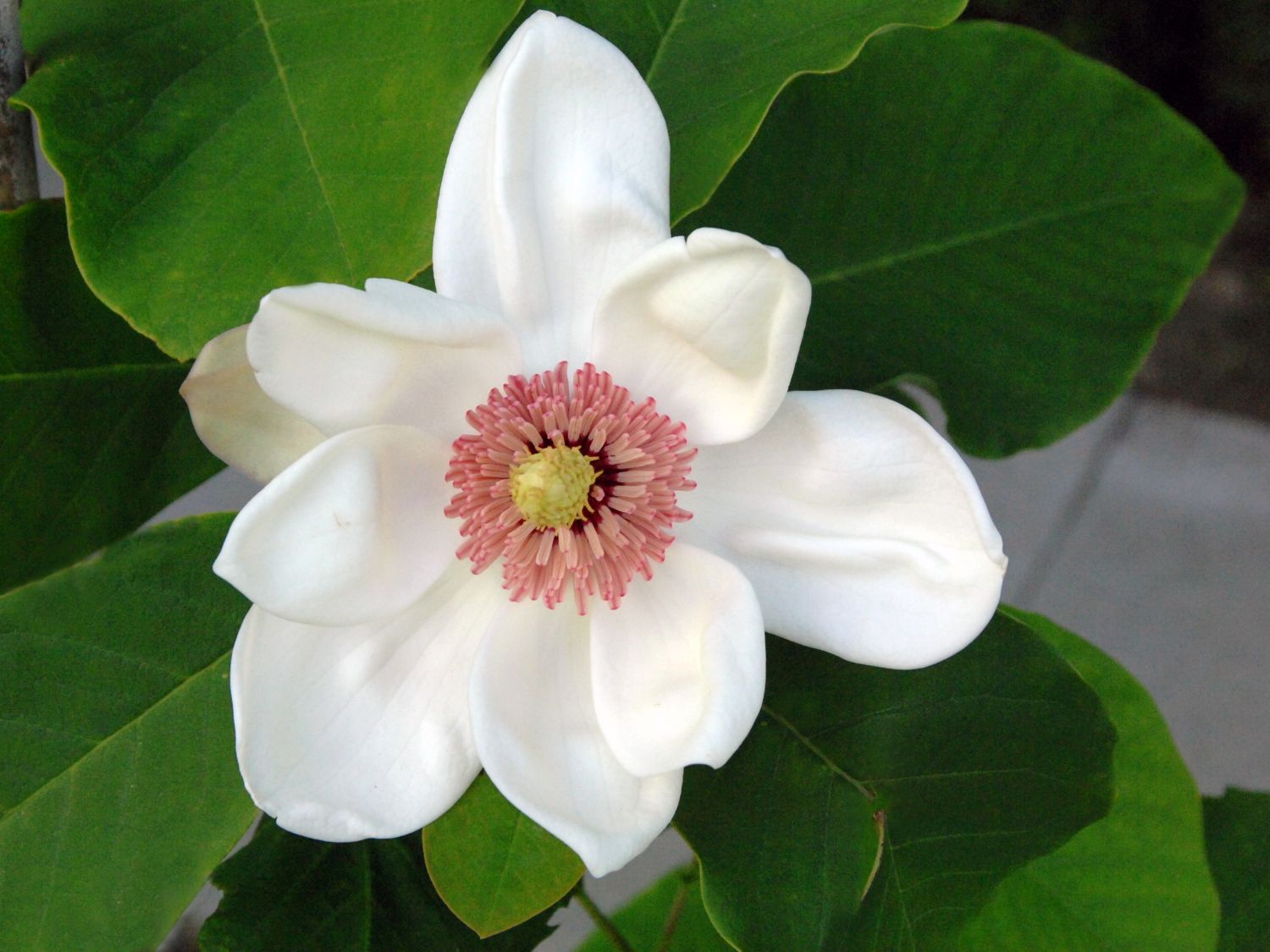 Wiesners Magnolie