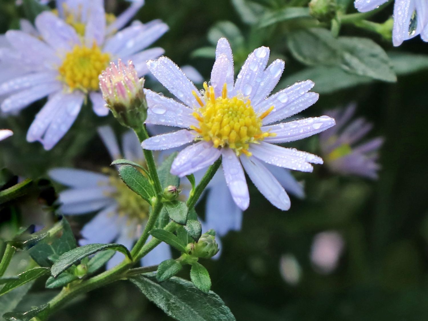 Wild-Aster 'Stardust' ®