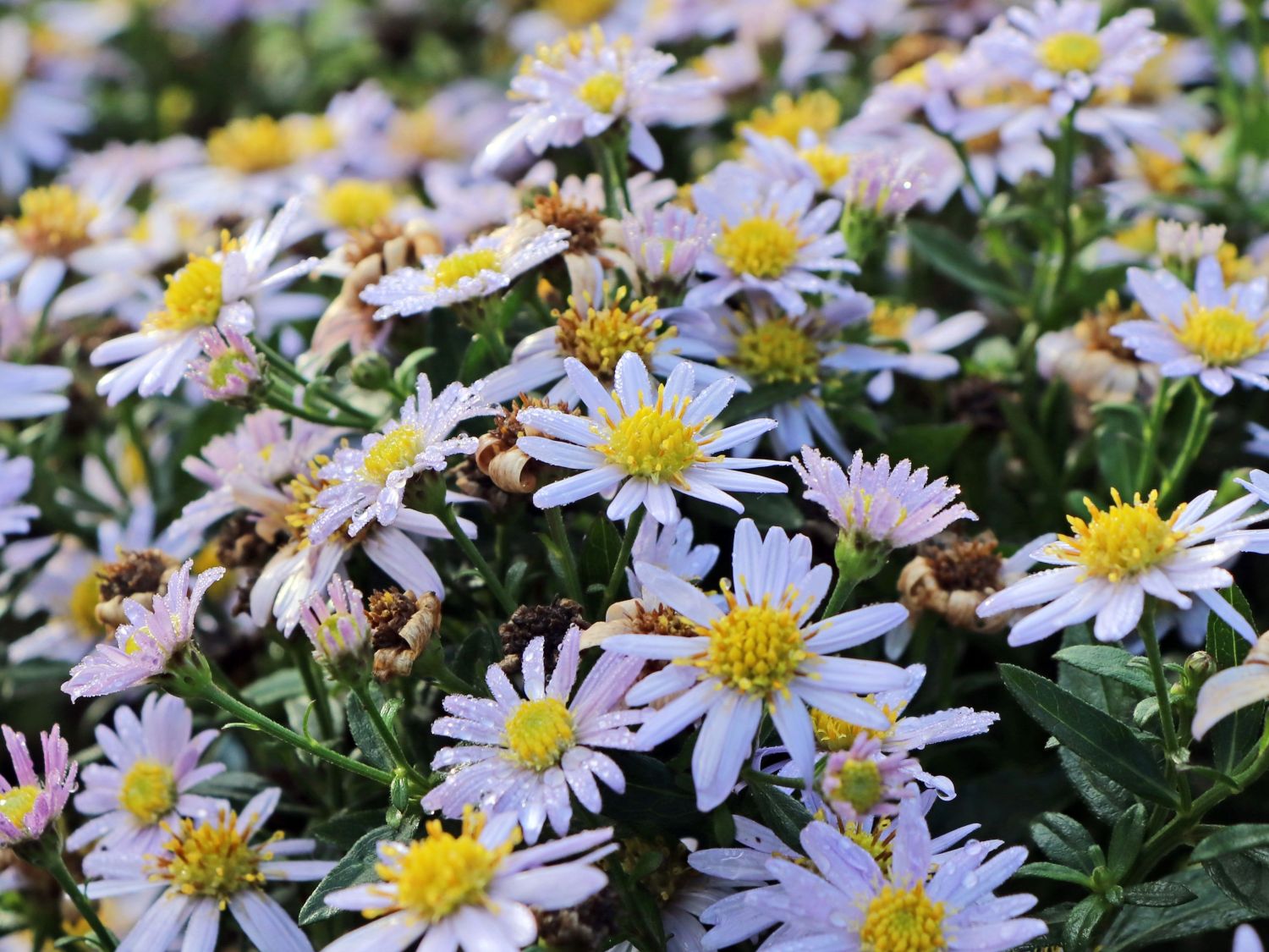 Wild-Aster 'Stardust' ® - Aster ageratoides 'Stardust' ®