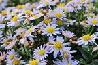 Wild-Aster 'Stardust' ® - Aster ageratoides 'Stardust' ®