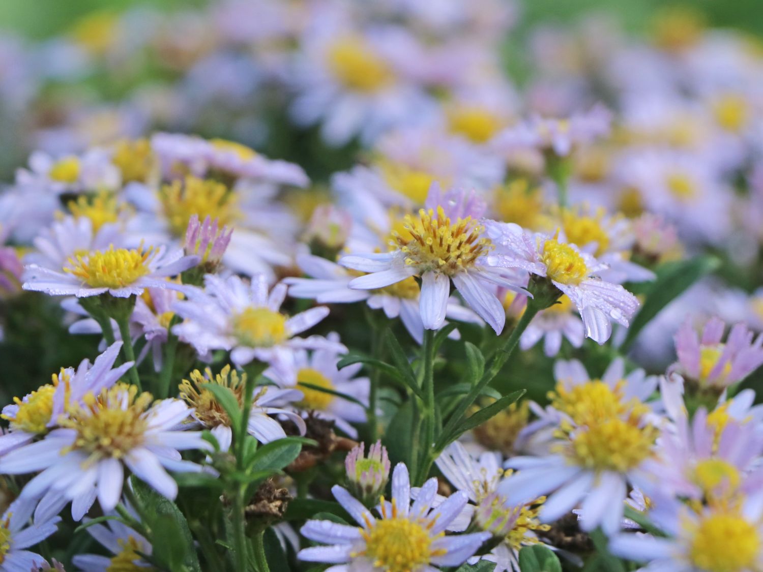 Wild-Aster 'Stardust' ® - Aster ageratoides 'Stardust' ®
