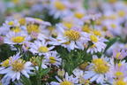 Wild-Aster 'Stardust' ® - Aster ageratoides 'Stardust' ®