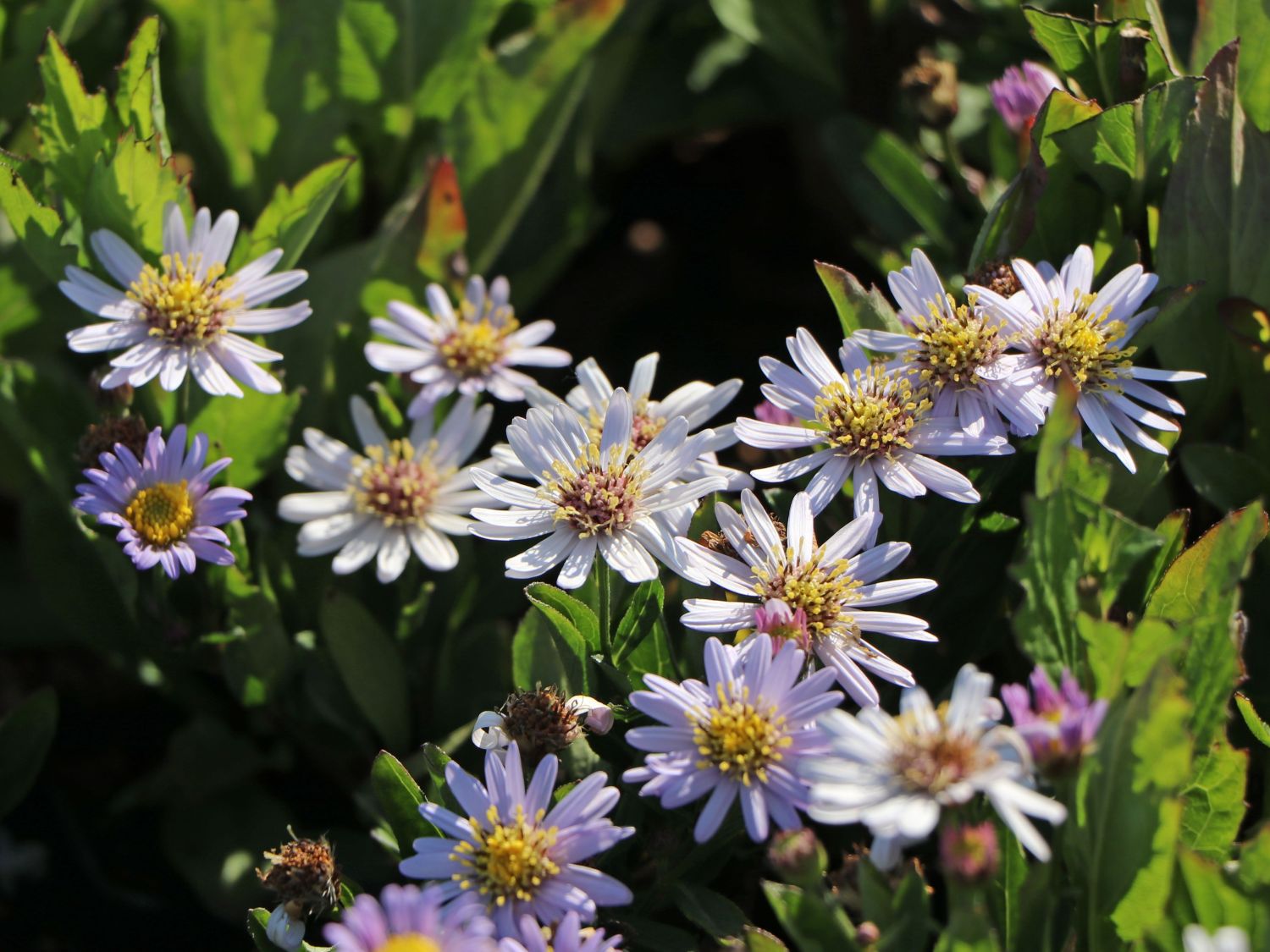 Wild-Aster 'Stardust' ® - Aster ageratoides 'Stardust' ®