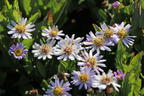 Wild-Aster 'Stardust' ® - Aster ageratoides 'Stardust' ®