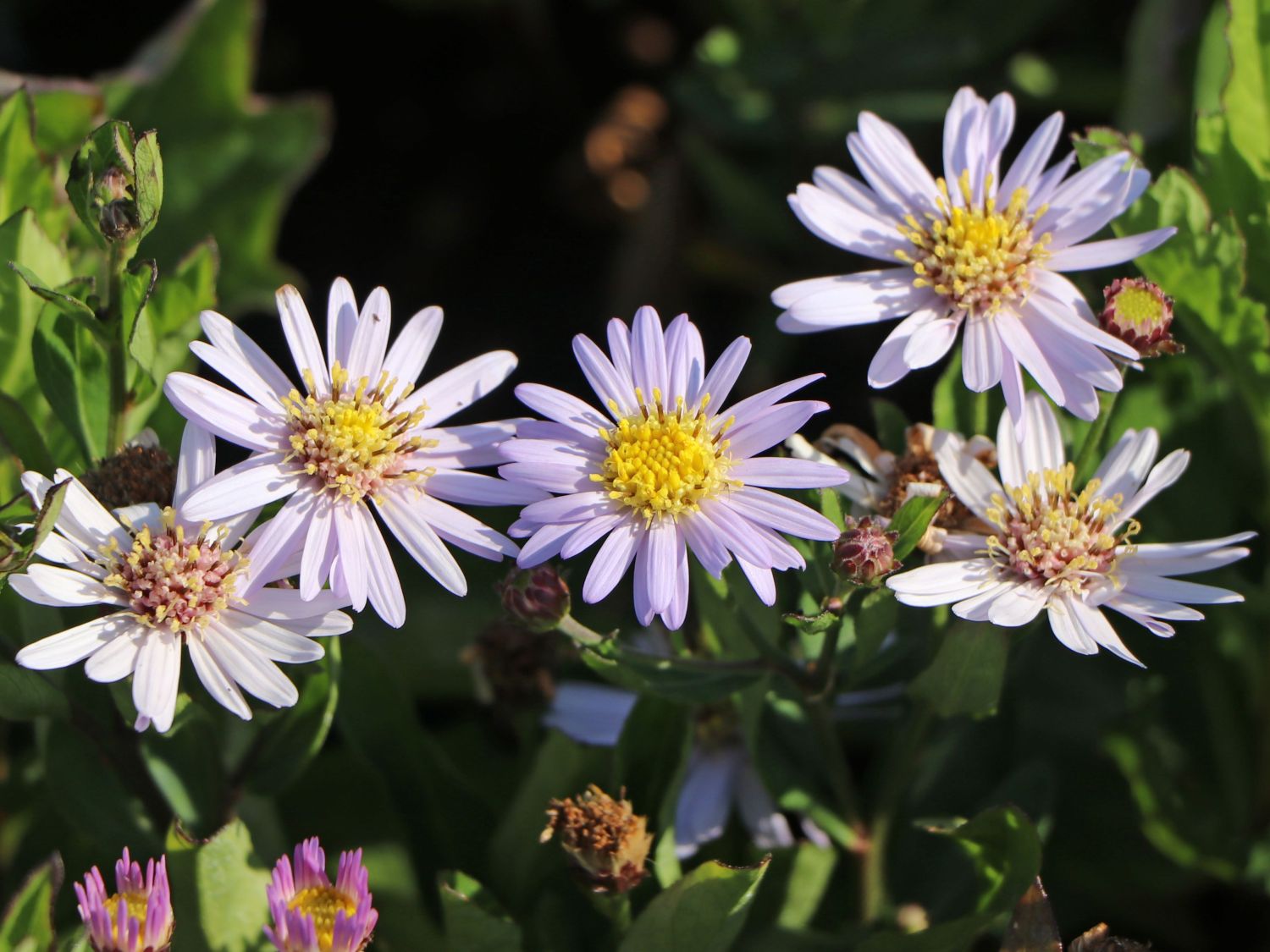 Wild-Aster 'Stardust' ® - Aster ageratoides 'Stardust' ®