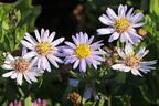 Wild-Aster 'Stardust' ® - Aster ageratoides 'Stardust' ®