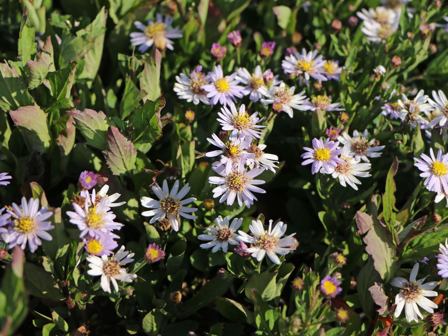 Wild-Aster 'Stardust' ® - Aster ageratoides 'Stardust' ®