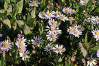 Wild-Aster 'Stardust' ® - Aster ageratoides 'Stardust' ®