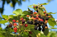 Wilde Brombeere