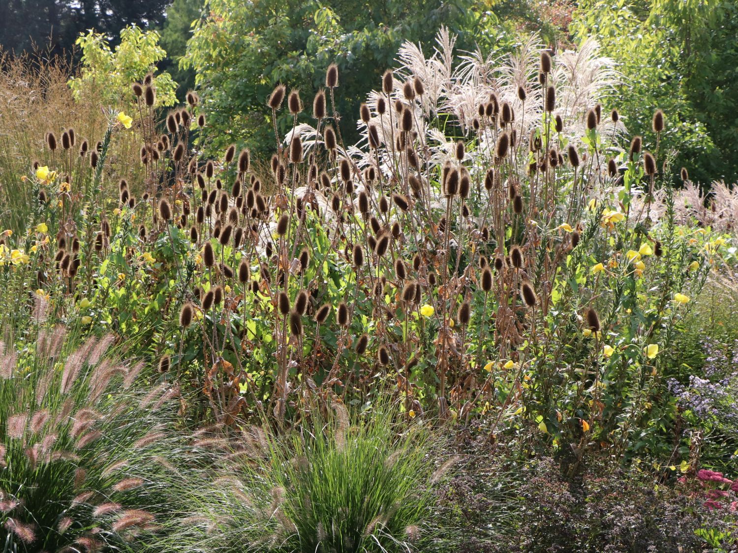 Wilde Karde (Dipsacus fullonum) - perfekte Stauden & Ratgeber