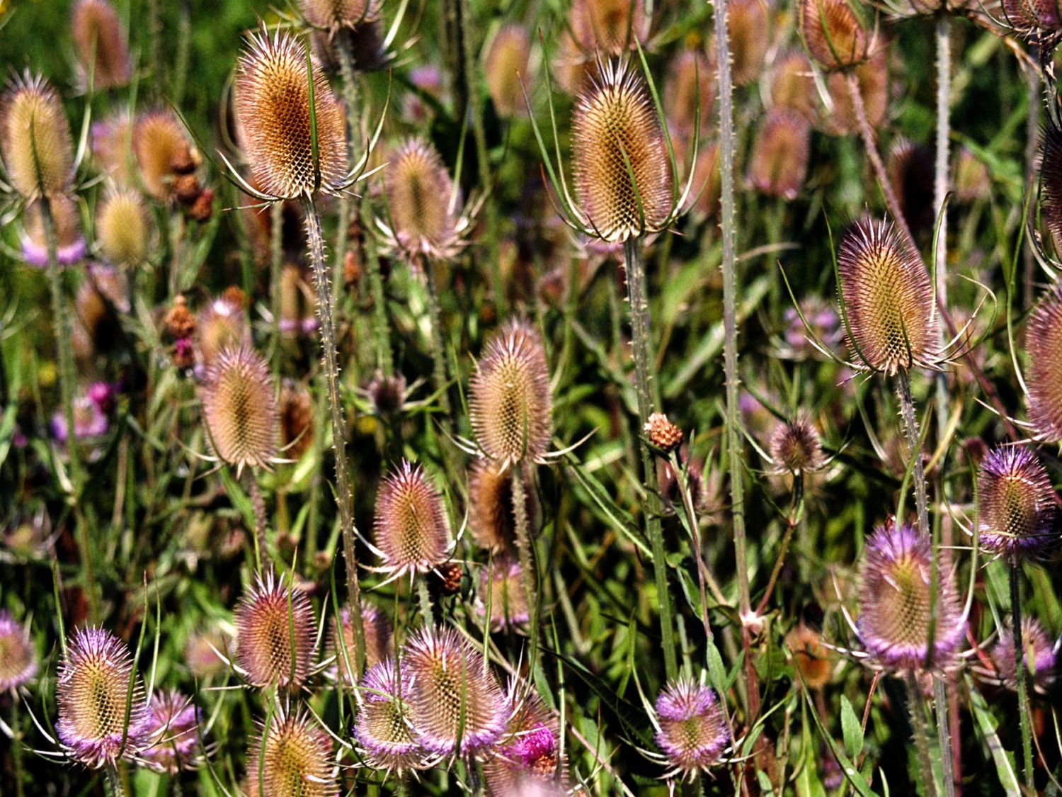 Karden (Dipsacus)