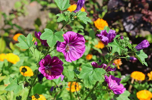 Wilde Malve - Malva sylvestris