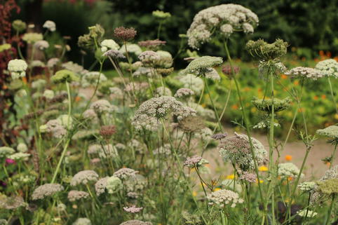 Wilde Möhre - Daucus carota subsp. carota