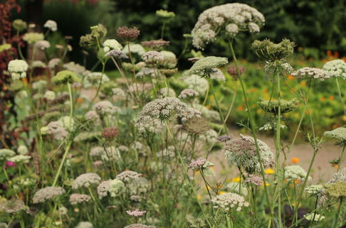 Wilde Möhre - Daucus carota subsp. carota