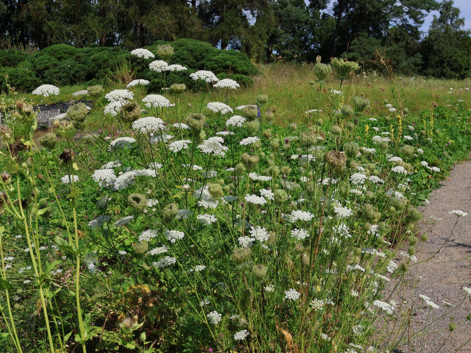 Wilde Möhre - Daucus carota subsp. carota