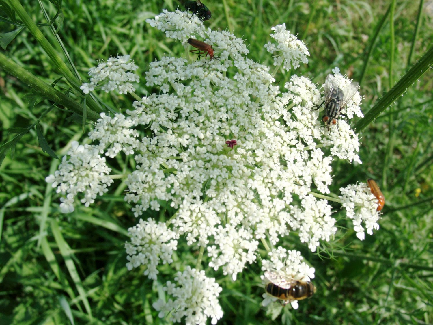 Wilde Möhre - Daucus carota subsp. carota