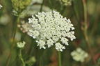 Wilde Möhre - Daucus carota subsp. carota