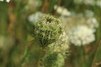 Wilde Möhre - Daucus carota subsp. carota