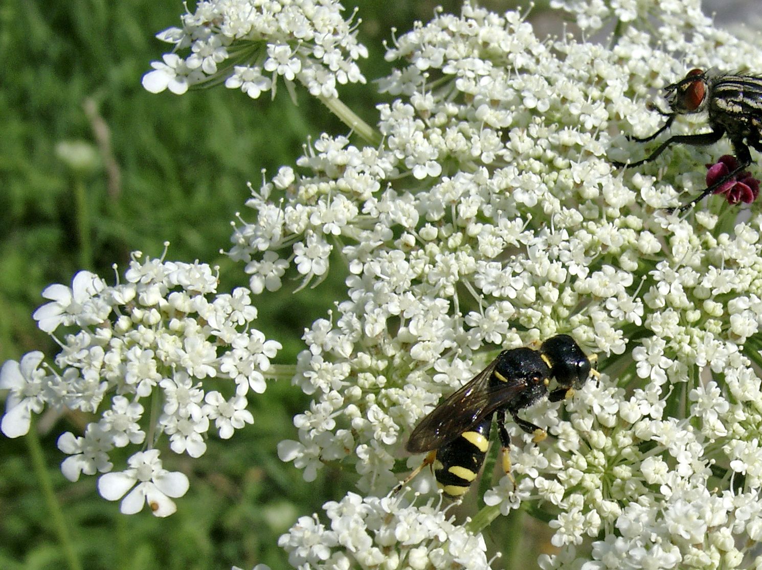 Wilde Möhre - Daucus carota subsp. carota