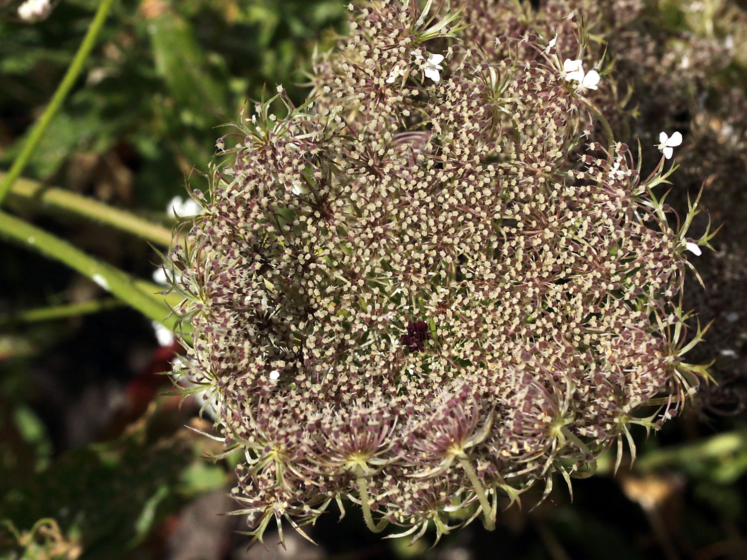 Wilde Möhre - Daucus carota subsp. carota