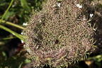 Wilde Möhre - Daucus carota subsp. carota