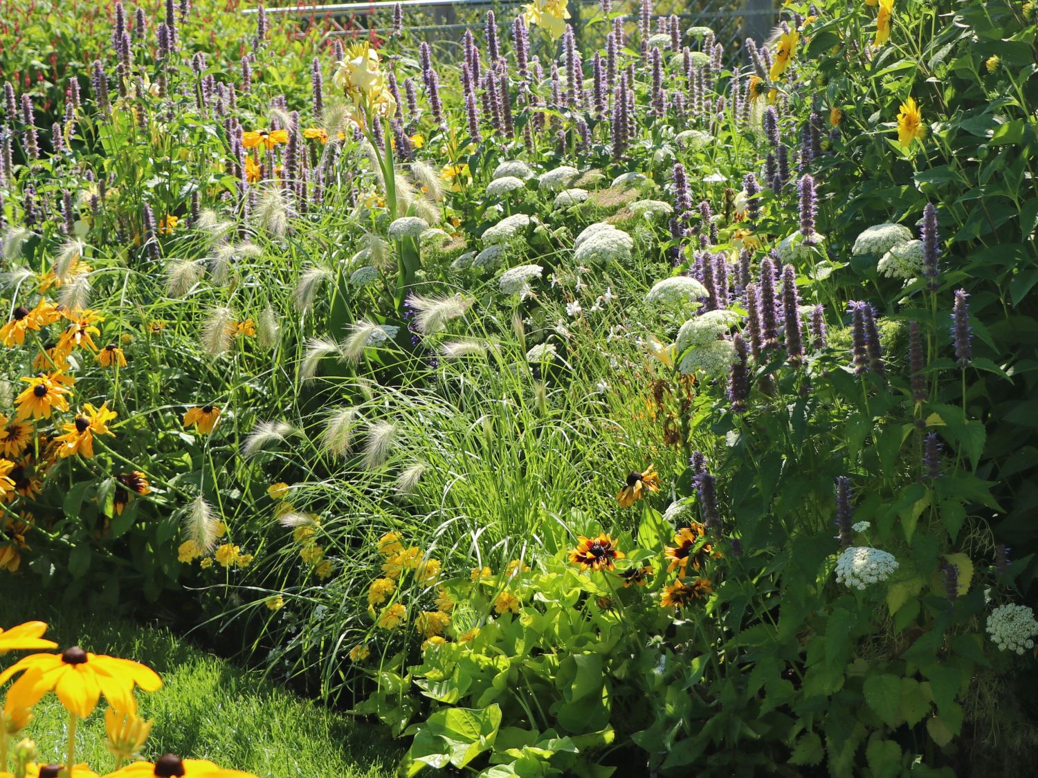 Wilde Möhre - Daucus carota subsp. carota